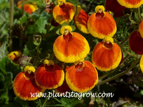 Calynopsis Pocket Book Plant (Calceolaria)
The main attraction of this plant is the puffed pouch shaped flower.